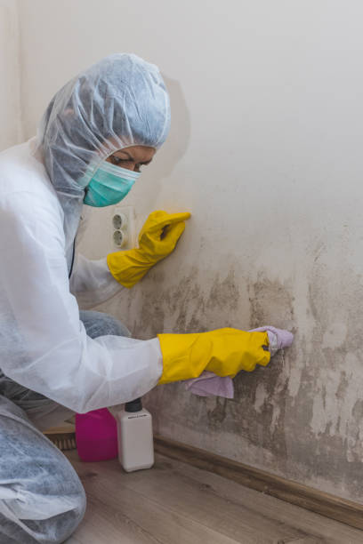 Best Residential Mold Inspection & Testing  in USA